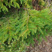 Sitka Spruce (Picea sitchensis)