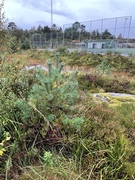 Sitka Spruce (Picea sitchensis)