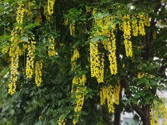 Laburnum