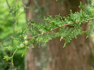 Chamaecyparis lawsoniana