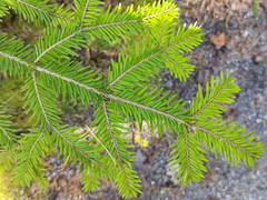 Common Silver Fir (Abies alba)