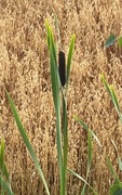 Typha latifolia