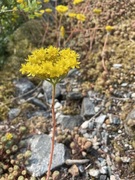 Sedum rupestre