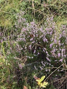 Heather (Calluna vulgaris)