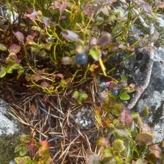 Bilberry (Vaccinium myrtillus)