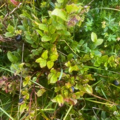 Bilberry (Vaccinium myrtillus)