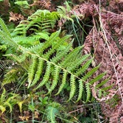 Oreopteris limbosperma