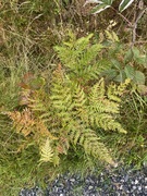 Pteridium aquilinum