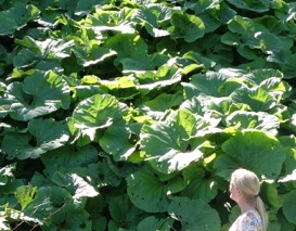 Petasites japonicus