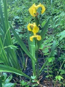Sverdlilje (Iris pseudacorus)